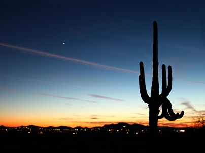 Cactus at sunset