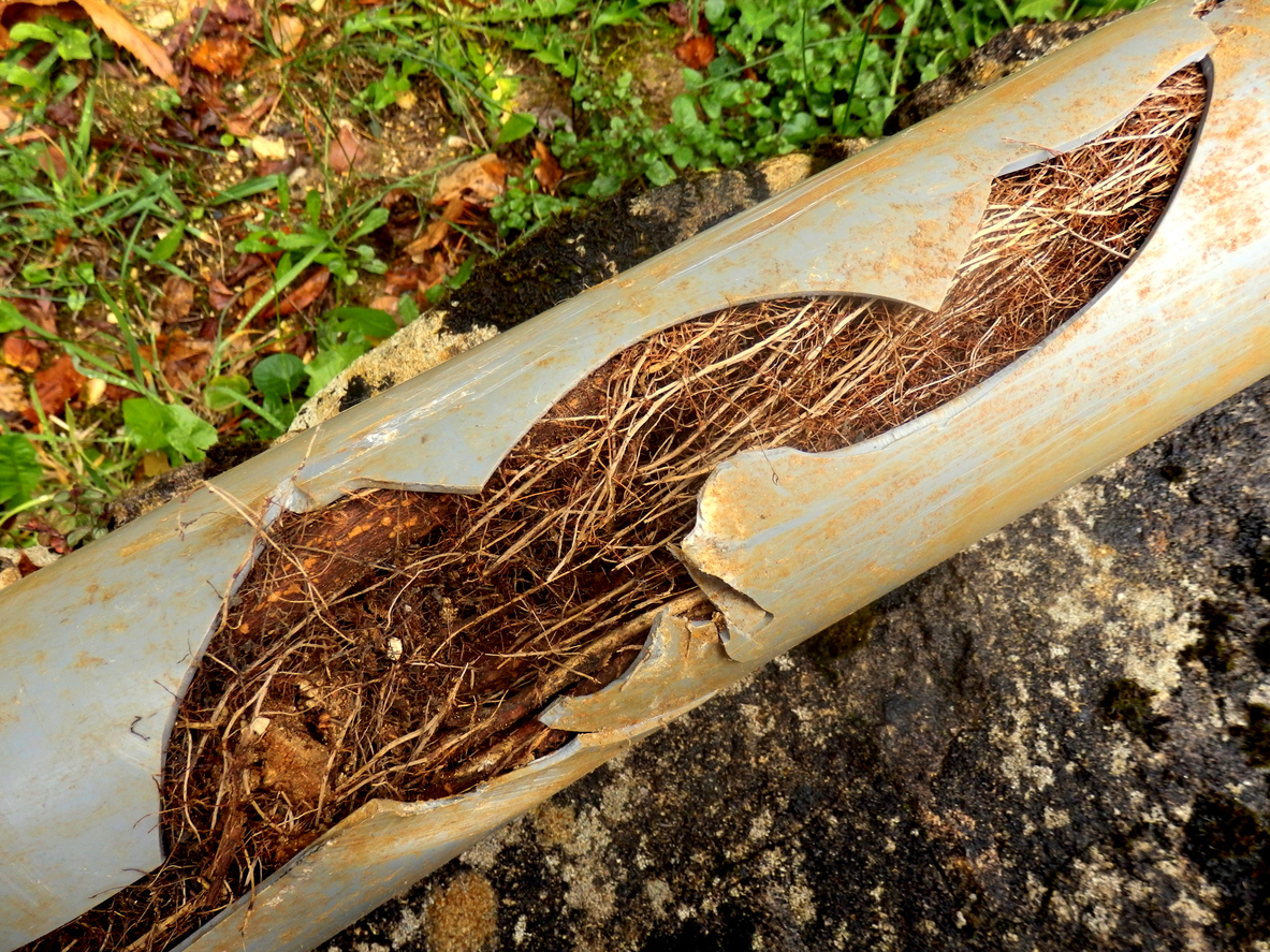 Cracked underground pipe, showing thick tree root clog.